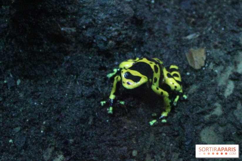 L'Arche des petites bêtes au Zoo de Thoiry
