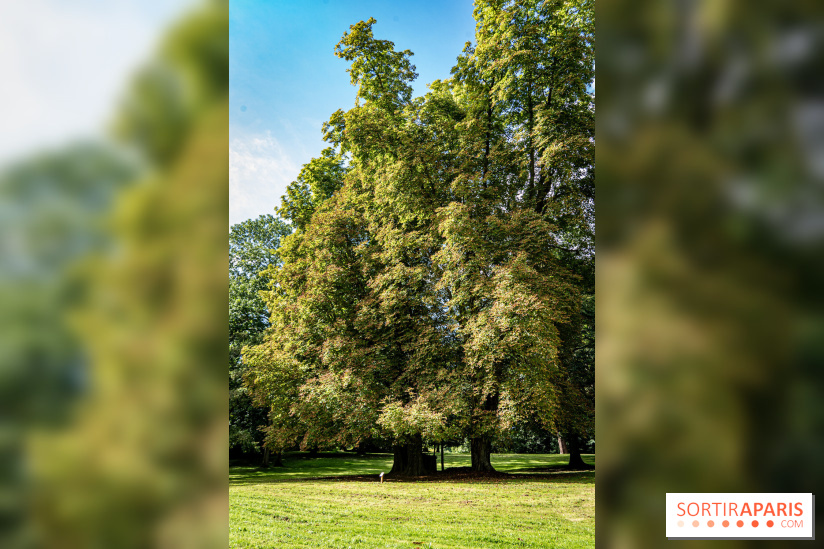 Le désert de Retz, le parc anglo-chinois insolite dans les Yvelines -  A7C2134