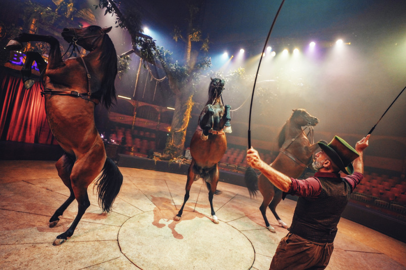 Spectacle Arbre Cirque Bormann