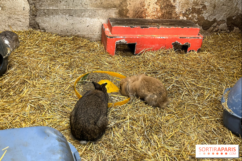 La Fête de la Citrouille - nos photos - image00015