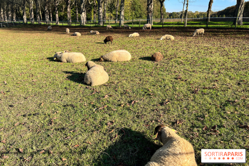 La Fête de la Citrouille - nos photos - image00012