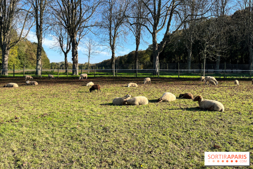 La Fête de la Citrouille - nos photos - image00013