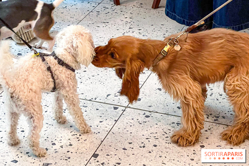 Le Doggy Brunch : le brunch gourmand entre chiens et maîtres à l'hôtel Kimpton Saint Honoré Paris - image00009