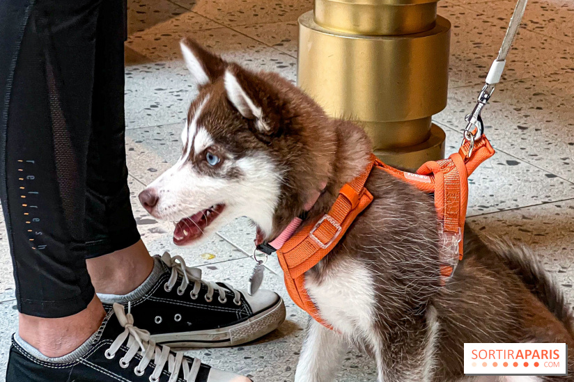 Le Doggy Brunch : le brunch gourmand entre chiens et maîtres à l'hôtel Kimpton Saint Honoré Paris - image00047