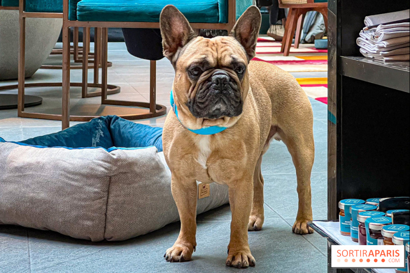 Le Doggy Brunch : le brunch gourmand entre chiens et maîtres à l'hôtel Kimpton Saint Honoré Paris