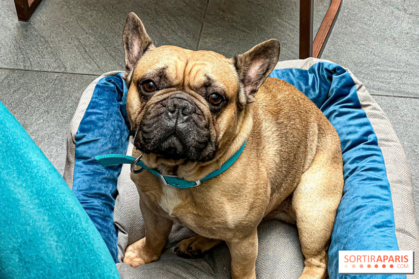 Le Doggy Brunch : le brunch gourmand entre chiens et maîtres à l'hôtel Kimpton Saint Honoré Paris - image00050