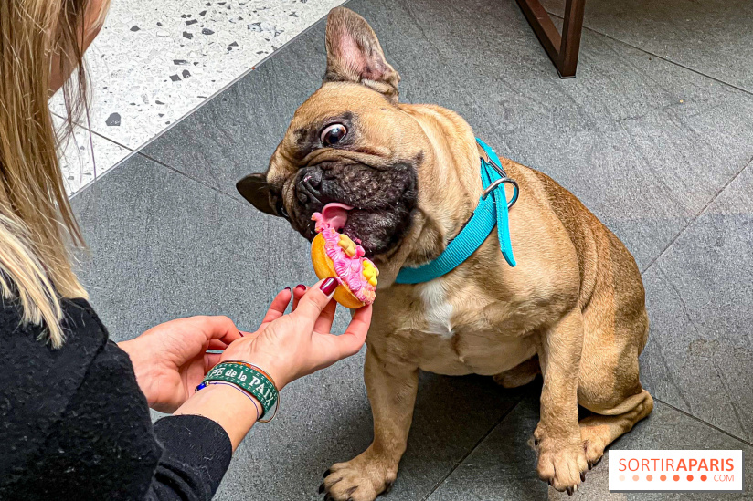 Le Doggy Brunch : le brunch gourmand entre chiens et maîtres à l'hôtel Kimpton Saint Honoré Paris - image00064