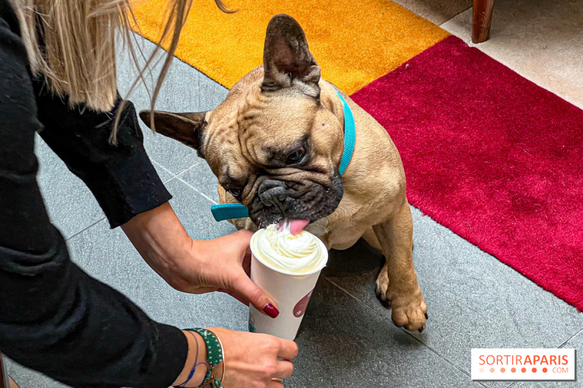 Le Doggy Brunch : le brunch gourmand entre chiens et maîtres à l'hôtel Kimpton Saint Honoré Paris - image00067
