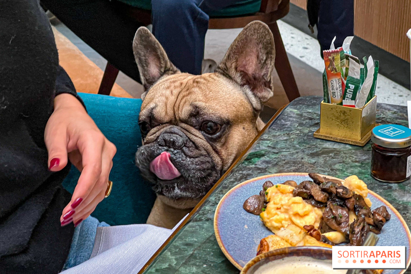 Le Doggy Brunch : le brunch gourmand entre chiens et maîtres à l'hôtel Kimpton Saint Honoré Paris - image00068