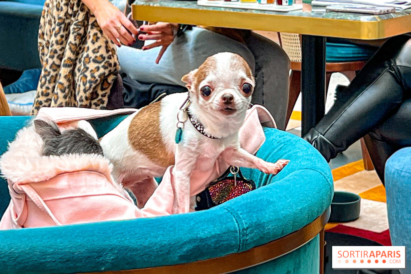 Le Doggy Brunch : le brunch gourmand entre chiens et maîtres à l'hôtel Kimpton Saint Honoré Paris - image00069