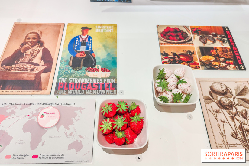 Migrations, une odyssée humaine : l'exposition-événement se dévoile au Musée de l'Homme à Paris - IMG20241120105817