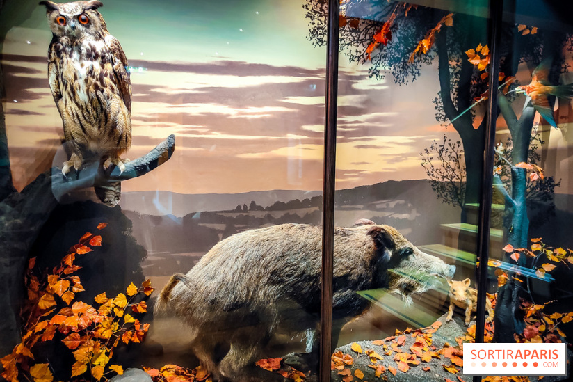 Musée de la chasse et de la nature - collections permanentes et visuels