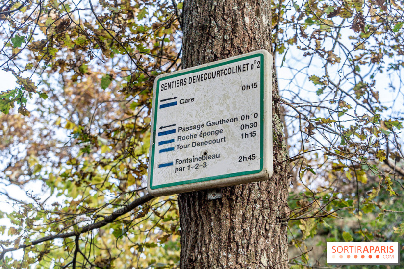Randonnée à Fontainebleau : le sentier sur les pas de Denecourt jusqu’à la Tour Denecourt -  A7C7556