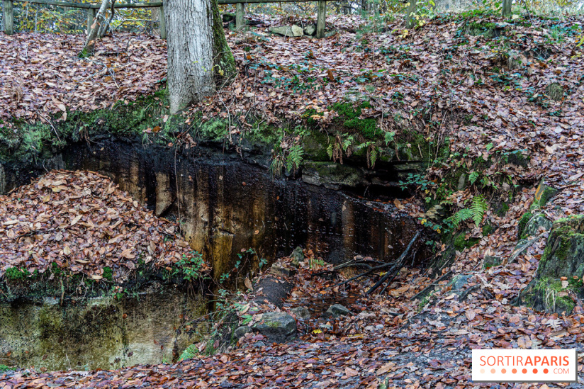Randonnée à Fontainebleau : le sentier sur les pas de Denecourt jusqu’à la Tour Denecourt -  A7C7576