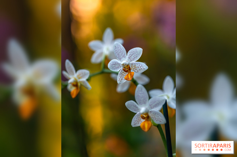 Mille et une orchidées 2025 - les photos
