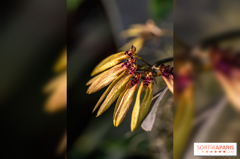 Mille et une orchidées 2025 - les photos