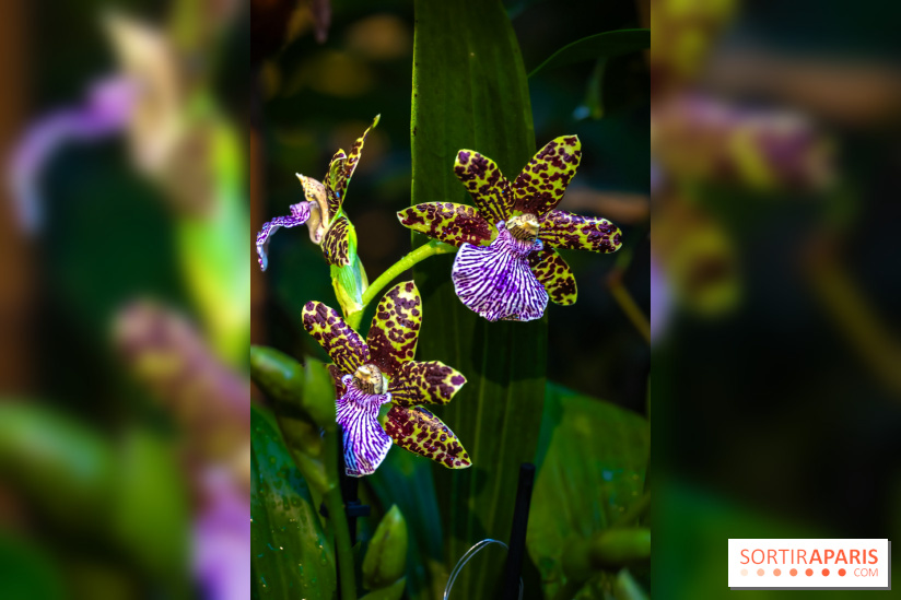 Mille et une orchidées 2025 - les photos