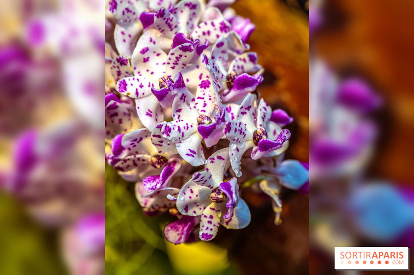 Mille et une orchidées 2025 - les photos