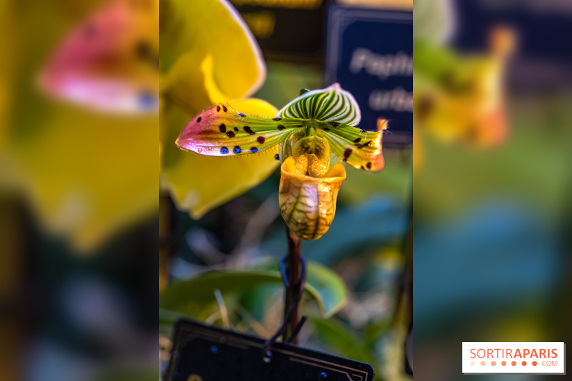 Mille et une orchidées 2025 - les photos