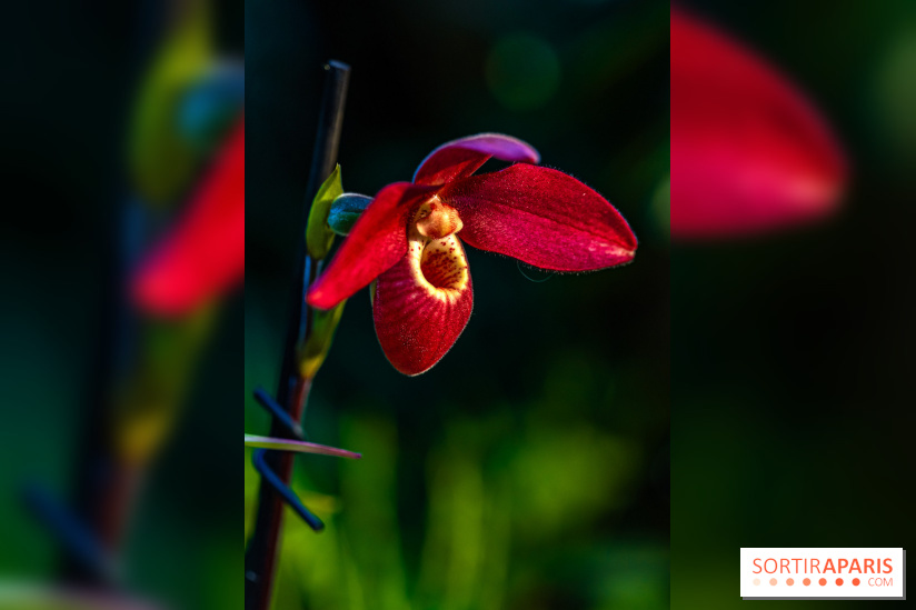 Mille et une orchidées 2025 - les photos