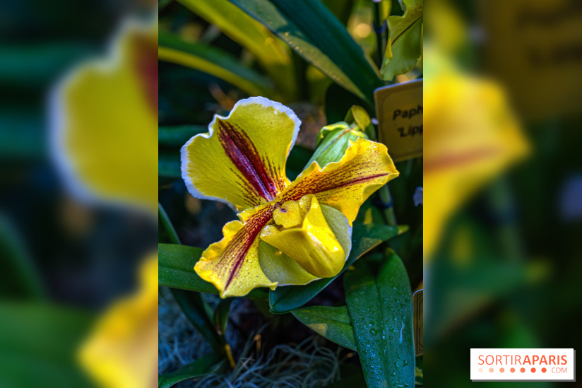 Mille et une orchidées 2025 - les photos