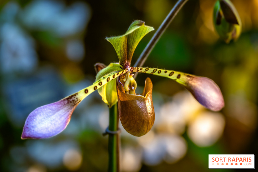 Mille et une orchidées 2025 - les photos