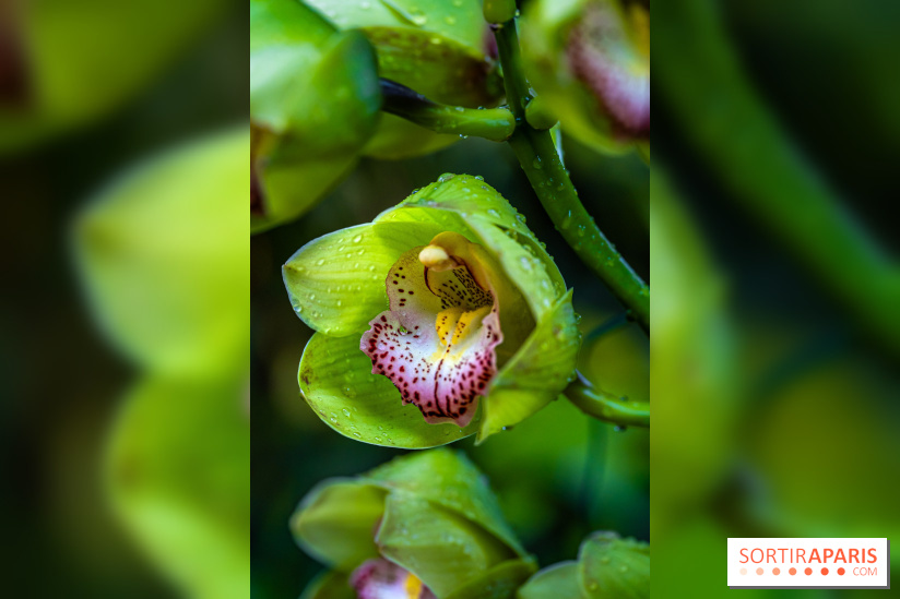 Mille et une orchidées 2025 - les photos