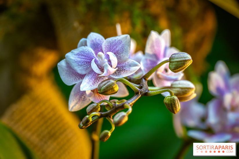 Mille et une orchidées 2025 - les photos