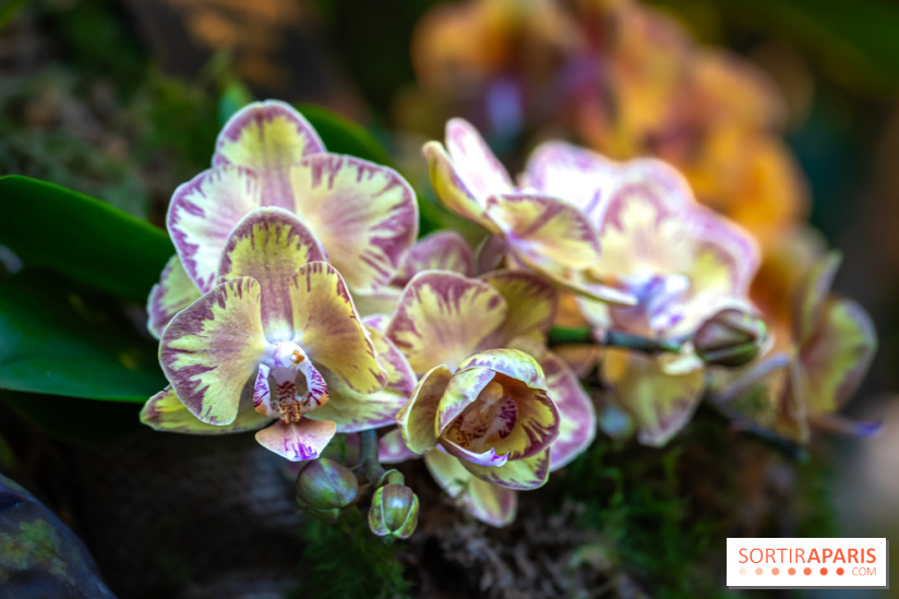 Mille et une orchidées 2025 - les photos
