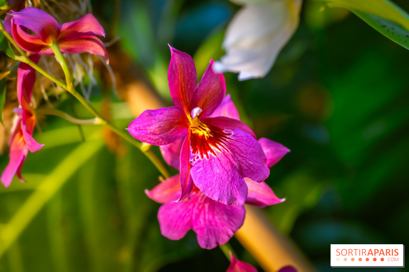 Mille et une orchidées 2025 - les photos