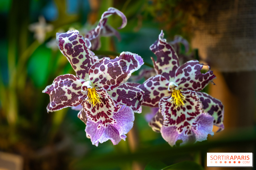 Mille et une orchidées 2025 - les photos