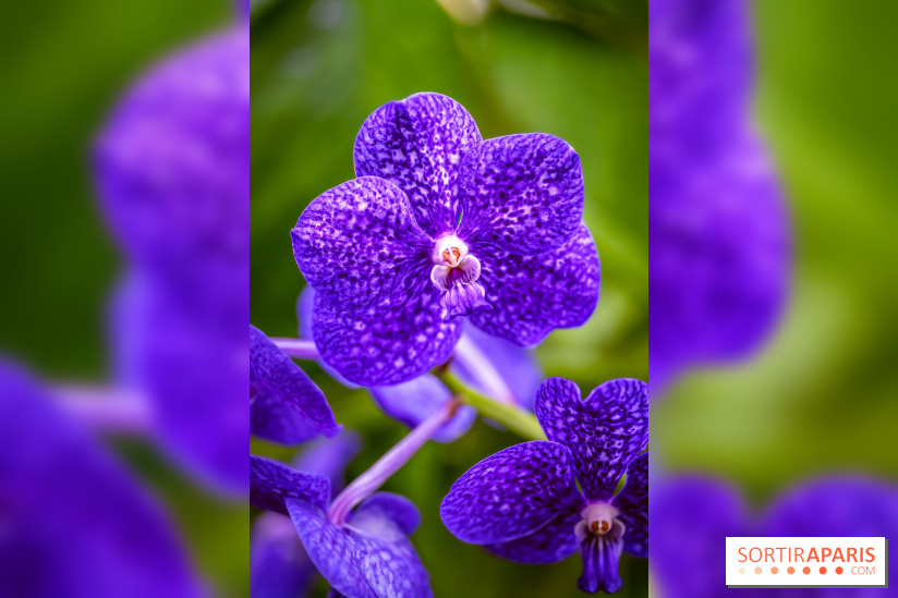 Mille et une orchidées 2025 - les photos