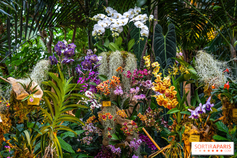 Mil Y Una Orqu Deas 2025 Se Inaugura La Exposici N Floral Del Jardin 1144429 Mille Et Une Orchidees 2025 Les Photos
