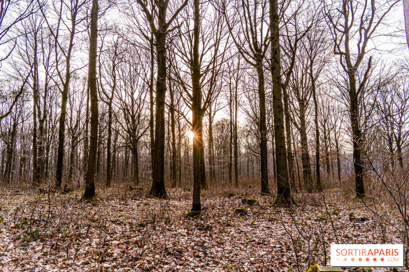 Balade sentier : Conte de Mélida, l'esprit de la forêt en forêt de Méridon (78)