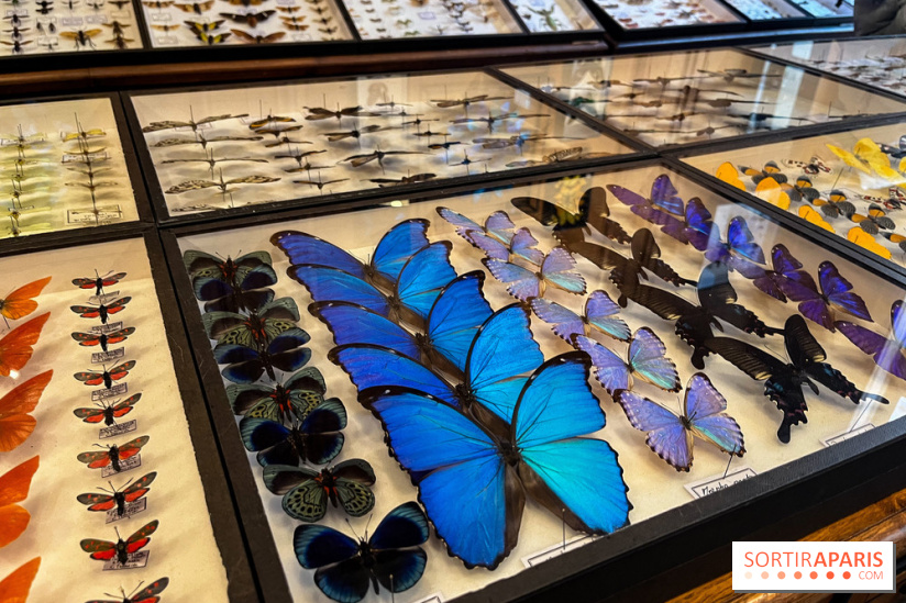Deyrolle, l'incroyable cabinet de curiosités à Paris - nos photos