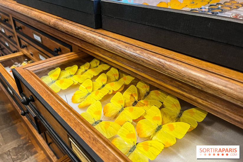 Deyrolle, l'incroyable cabinet de curiosités à Paris - nos photos