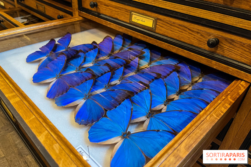 Deyrolle, l'incroyable cabinet de curiosités à Paris - nos photos