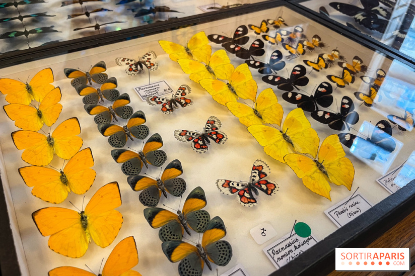 Deyrolle, l'incroyable cabinet de curiosités à Paris - nos photos