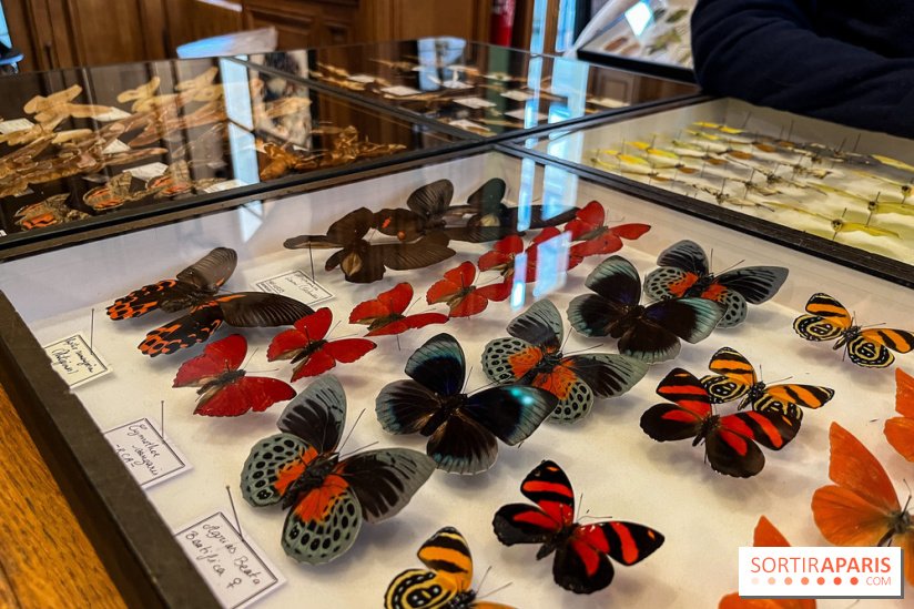 Deyrolle, l'incroyable cabinet de curiosités à Paris - nos photos