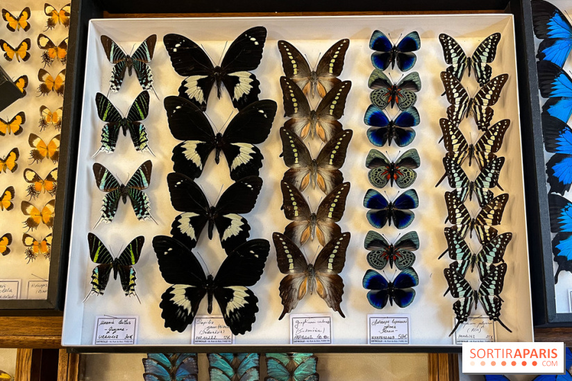 Deyrolle, l'incroyable cabinet de curiosités à Paris - nos photos