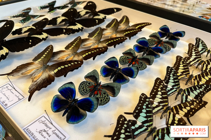Deyrolle, l'incroyable cabinet de curiosités à Paris - nos photos