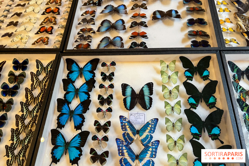 Deyrolle, l'incroyable cabinet de curiosités à Paris - nos photos