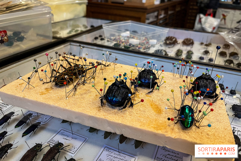 Deyrolle, l'incroyable cabinet de curiosités à Paris - nos photos