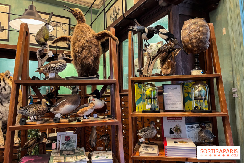 Deyrolle, l'incroyable cabinet de curiosités à Paris - nos photos
