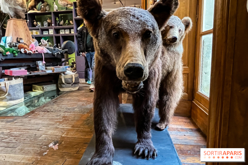 Deyrolle, l'incroyable cabinet de curiosités à Paris - nos photos