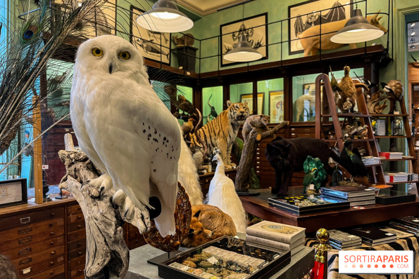 Deyrolle, l'incroyable cabinet de curiosités à Paris - nos photos