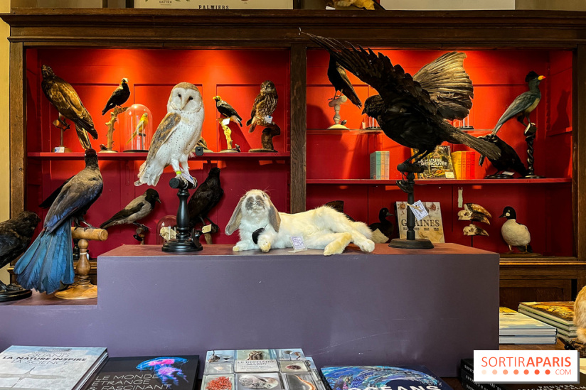 Deyrolle, l'incroyable cabinet de curiosités à Paris - nos photos