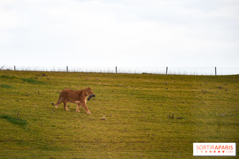 Le Royaume des Lions, l'hôtel immersif à la Lumigny Safari Reserve - nos photos - AF274443 0D37 4C96 9312 8AA58749569C