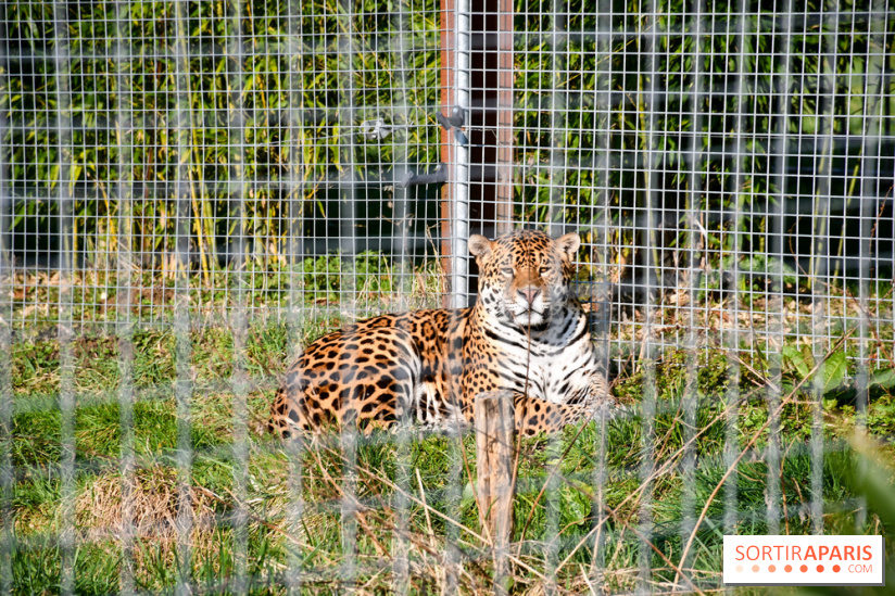 Lumigny Safari Reserve - nos photos