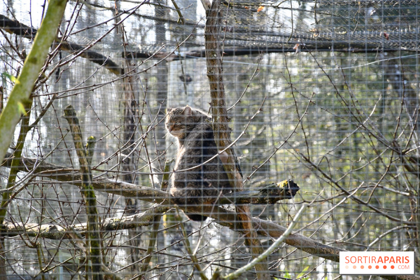 Lumigny Safari Reserve - nos photos - image00050